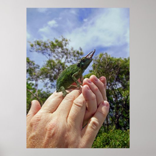 Jackson's Chameleon Poster (Voorkant)