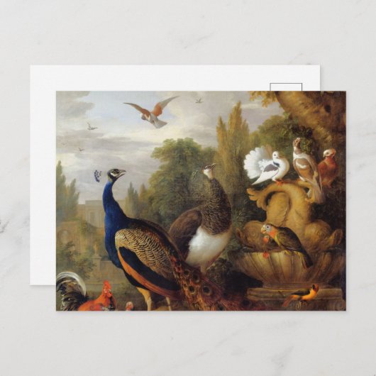 Jacob Bogdani Peacock Peahen Parrots Canary Briefkaart (Voorkant / Achterkant)