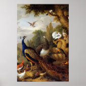 Jacob Bogdani Peacock Peahen Parrots Canary Poster (Voorkant)