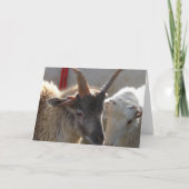 Jacob Crossbred Sheep Kaart (Voorkant)