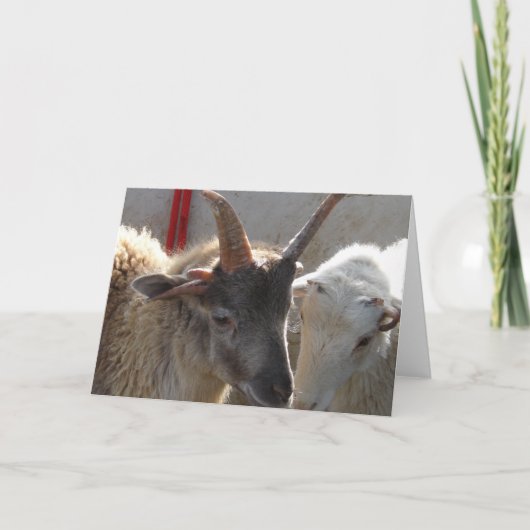 Jacob Crossbred Sheep Kaart (Voorkant)