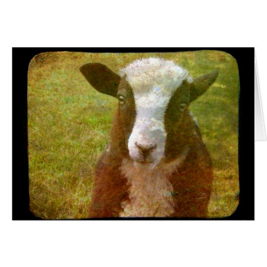 Jacob Lamb (Voorkant Horizontaal)