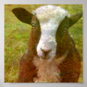 Jacob Lamb Poster (Voorkant)