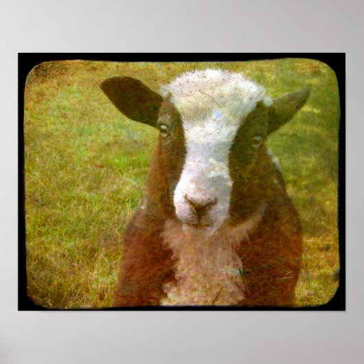 Jacob Lamb Poster (Voorkant)