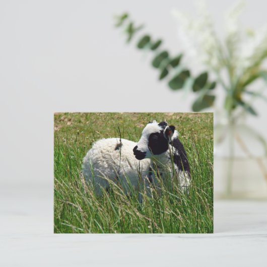 Jacob Ram Lamb Briefkaart (Staand voorkant)
