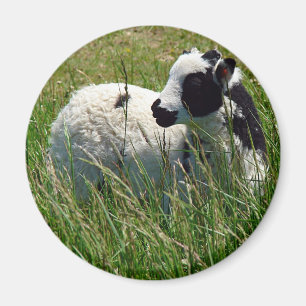 Jacob Ram Lamb Magneet