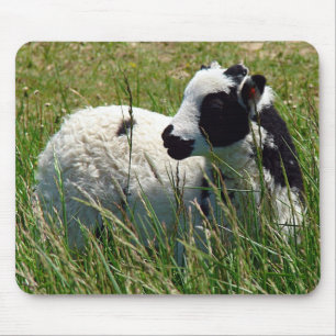 Jacob Ram Lamb Muismat