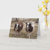 Jacob Sheep Greetings Card Kaart (Gele Bloem)