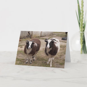 Jacob Sheep Greetings Card Kaart
