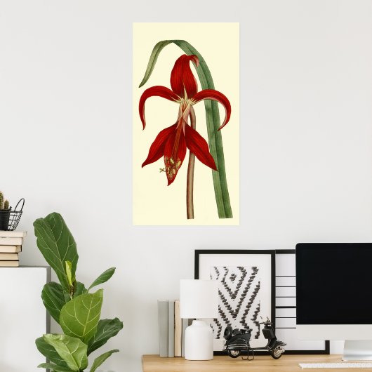 Jacobbaean Amaryllis Poster (Thuiskantoor)