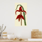 Jacobbaean Amaryllis Poster (Keuken)