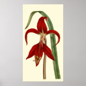 Jacobbaean Amaryllis Poster (Voorkant)