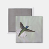 Jacobin Florisuga melivora Costa 2 Magneet (Voorkant / Achterkant)