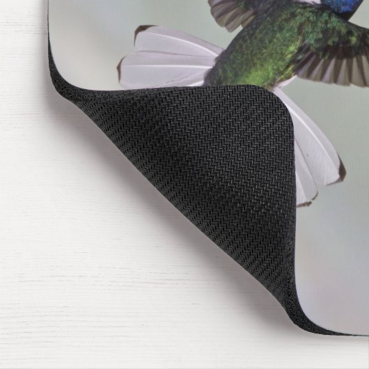 Jacobin Florisuga melivora Costa 2 Muismat (Hoek)