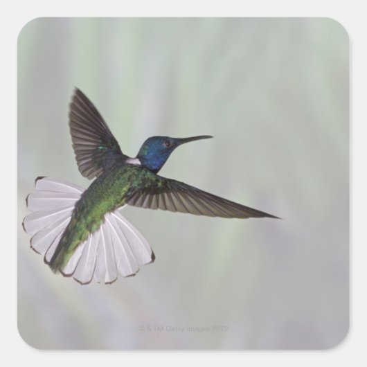 Jacobin Florisuga melivora Costa 2 Vierkante Sticker (Voorkant)