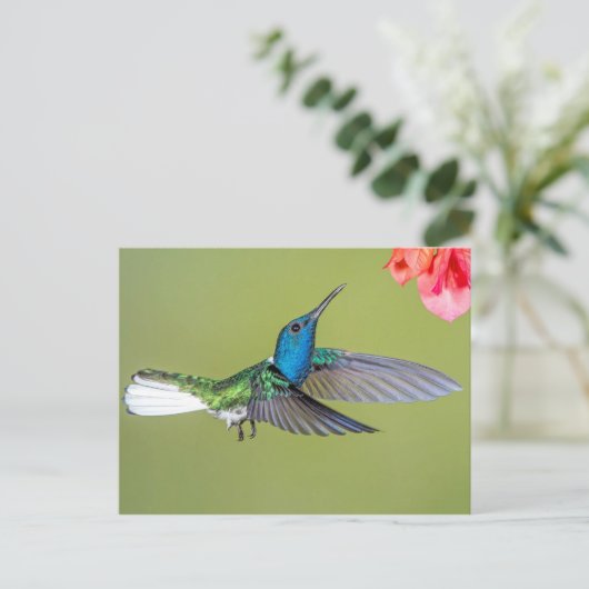 Jacobin Hummingbird in vlucht Briefkaart (Staand voorkant)