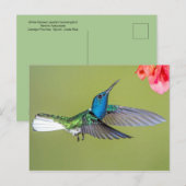 Jacobin Hummingbird in vlucht Briefkaart (Voorkant / Achterkant)