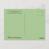 Jacobin Hummingbird in vlucht Briefkaart (Achterkant)