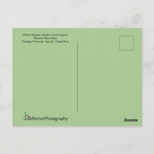 Jacobin Hummingbird in vlucht Briefkaart (Achterkant)