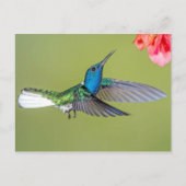 Jacobin Hummingbird in vlucht Briefkaart (Voorkant)