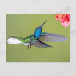 Jacobin Hummingbird in vlucht Briefkaart