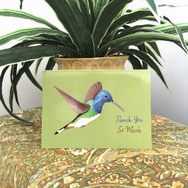 Jacobin Hummingbird, transparant. Bedankkaart