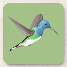 Jacobin Hummingbird, transparant.