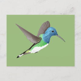 Jacobin Hummingbird, transparant. Briefkaart