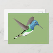 Jacobin Hummingbird, transparant. Briefkaart (Voorkant / Achterkant)