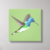 Jacobin Hummingbird, transparant. Canvas Afdruk (Voorkant)