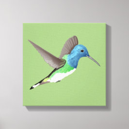 Jacobin Hummingbird, transparant. Canvas Afdruk