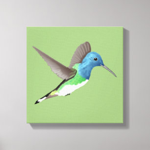 Jacobin Hummingbird, transparant. Canvas Afdruk