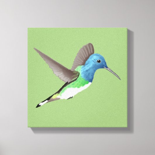 Jacobin Hummingbird, transparant. Canvas Afdruk (Voorkant)