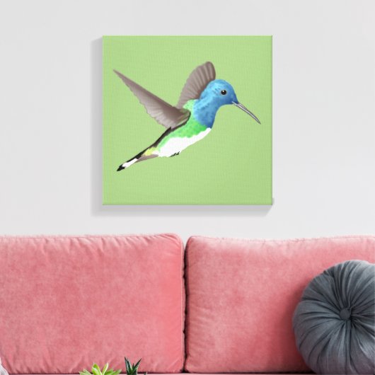 Jacobin Hummingbird, transparant. Canvas Afdruk (Insitu (Woonkamer))