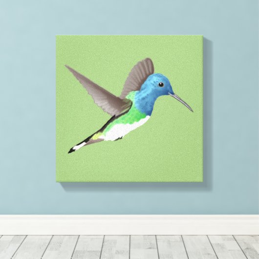 Jacobin Hummingbird, transparant. Canvas Afdruk (Insitu (Houten vloer))