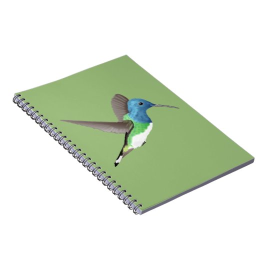 Jacobin Hummingbird, transparant. Notitieboek (Rechterzijde)