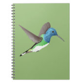 Jacobin Hummingbird, transparant. Notitieboek (Voorkant)