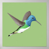 Jacobin Hummingbird, transparant. Poster (Voorkant)
