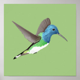 Jacobin Hummingbird, transparant. Poster