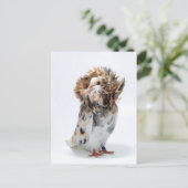 Jacobin Pigeon Briefkaart (Staand voorkant)