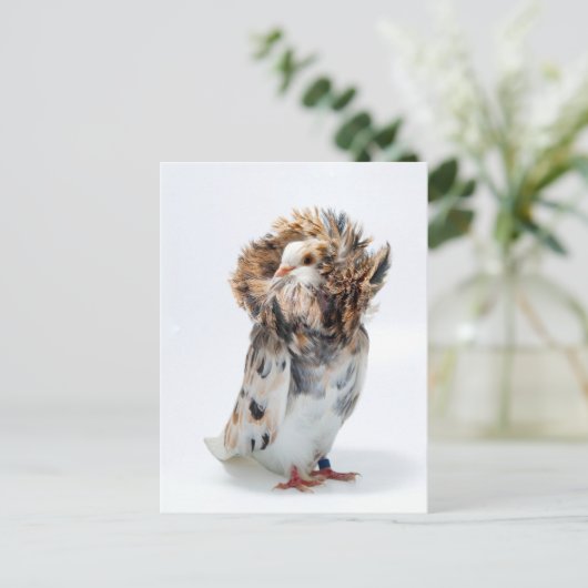 Jacobin Pigeon Briefkaart (Staand voorkant)