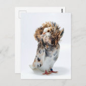 Jacobin Pigeon Briefkaart (Voorkant / Achterkant)