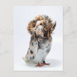Jacobin Pigeon Briefkaart