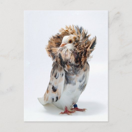 Jacobin Pigeon Briefkaart (Voorkant)