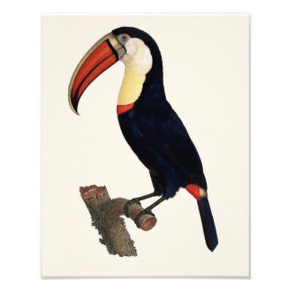 Jacques Barraband "Tucan" Parrot 1801 Reproduction Foto Afdruk