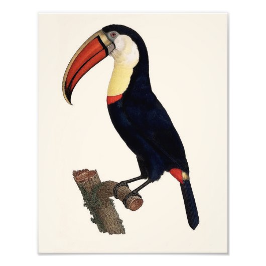Jacques Barraband "Tucan" Parrot 1801 Reproduction Foto Afdruk (Voorkant)