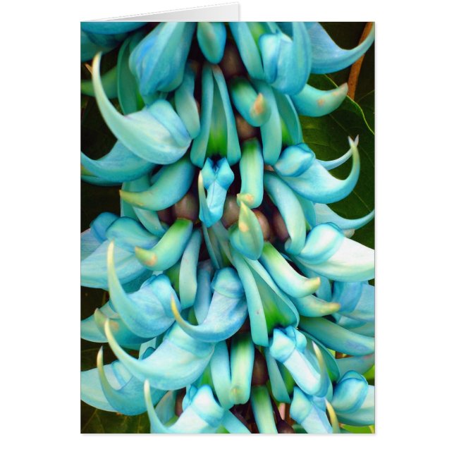 Jade Vine (Voorkant)