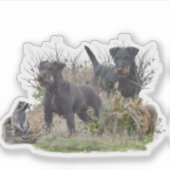Jagddooder , Bo tegen Renbrad Kennel." Sticker (Voorkant)