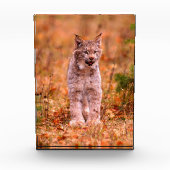 Jagen met een rode lynx | Herfst bos Fotoblokken (Voorkant)