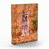 Jagen met een rode lynx | Herfst bos Fotoblokken (Links)